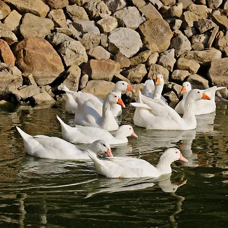 Bioagriturismo Sant'elia Çiftlik konaklama