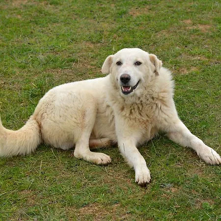 Bioagriturismo Sant'elia *